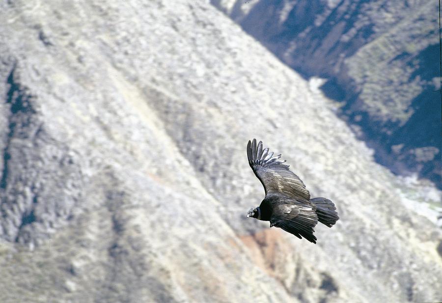 colca-pec